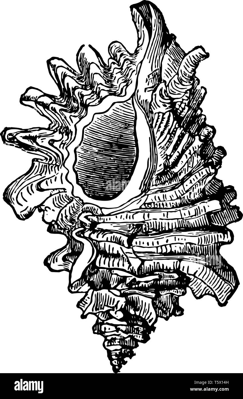 Murex Erinaceus est une espèce de et de la famille Lophiomyinae vintage dessin ou gravure illustrat Illustration de Vecteur