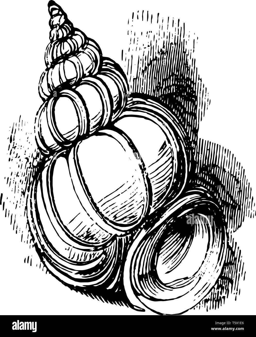 Wentletrap est un petit amphibien spirale blanc vintage dessin ou gravure illustration. Illustration de Vecteur
