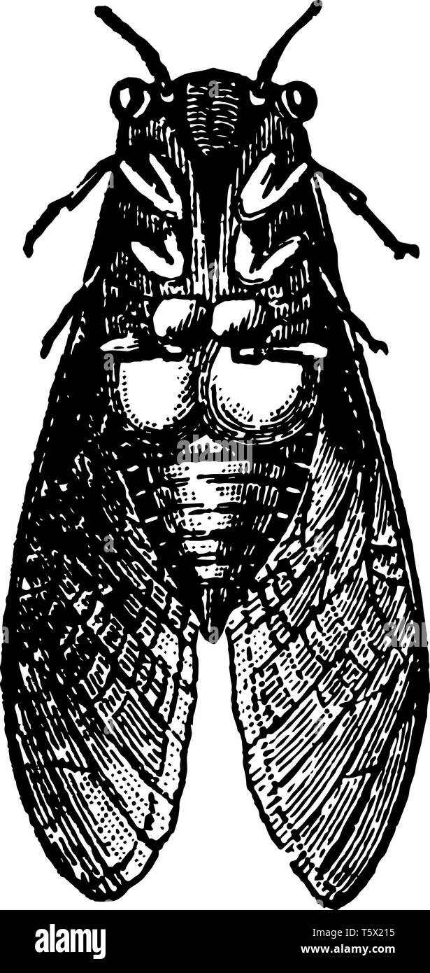 Les appareils de l'homme Cigale où la membrane dans la forme d'un dessin de ligne vintage timbale ou gravure illustration. Illustration de Vecteur