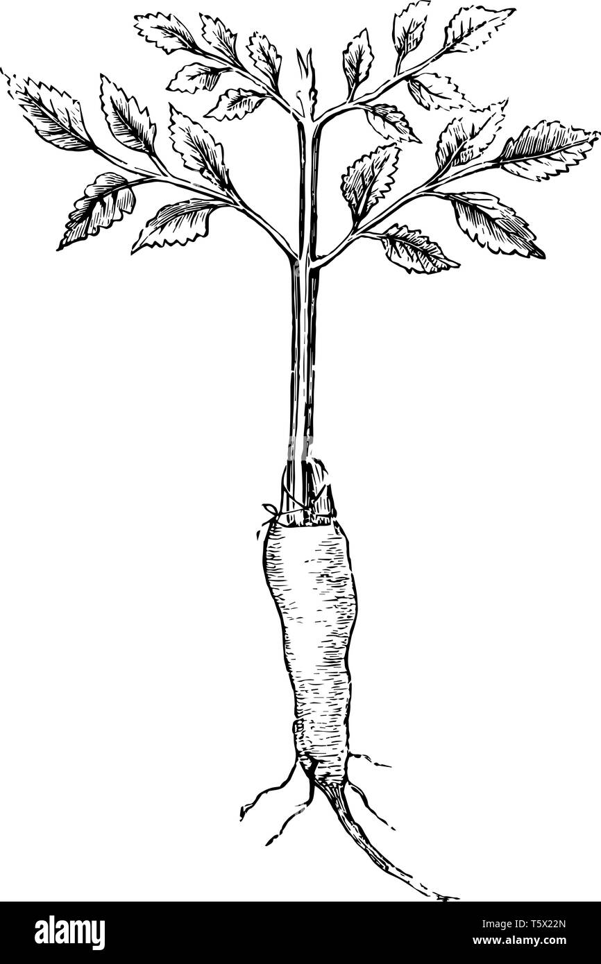 Cette illustration représente la greffe racine où de bonnes racines doivent être protégées en tant que stocks vintage dessin ou gravure illustration. Illustration de Vecteur