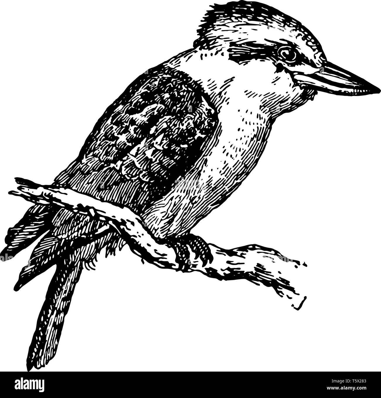 Dacelo gigas est un très grand kingfisher trouvés en Australie, vintage dessin ou gravure illustration. Illustration de Vecteur