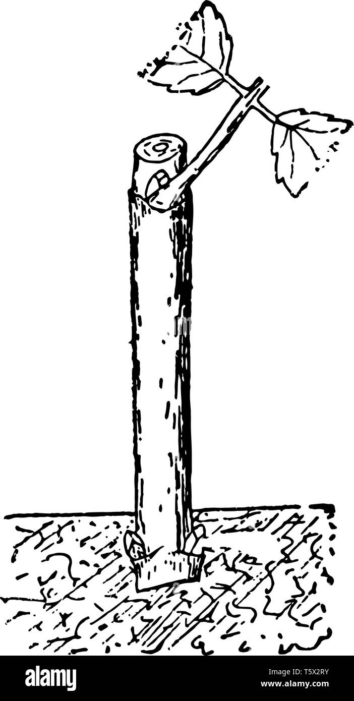 Cette illustration représente la coupe dahlia qui est une coupe de bois trempées de dahlia vintage dessin ou gravure illustration. Illustration de Vecteur