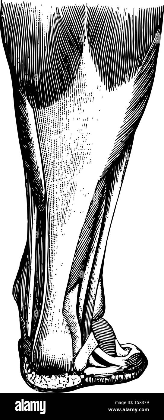 Les tendons sont des cordons de scintillement blanc ou des sangles qui relient les muscles aux os vintage dessin ou gravure illustration. Illustration de Vecteur Les tendons sont des cordons de scintillement blanc ou des sangles qui relient les muscles aux os vintage dessin ou gravure illustration. Illustration de Vecteur
