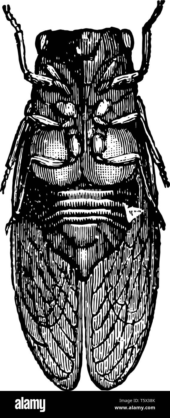 Cigale mâles seuls les mâles chantent vintage dessin ou gravure illustration. Illustration de Vecteur