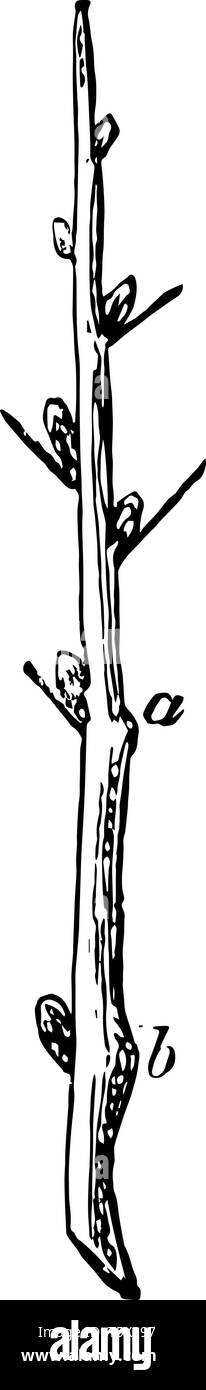 Cette illustration représente une branche de roses coupés où fleurs inférieures sont les plus appropriés parce qu'ils sont en bois plus ferme vintage dessin ou e Illustration de Vecteur