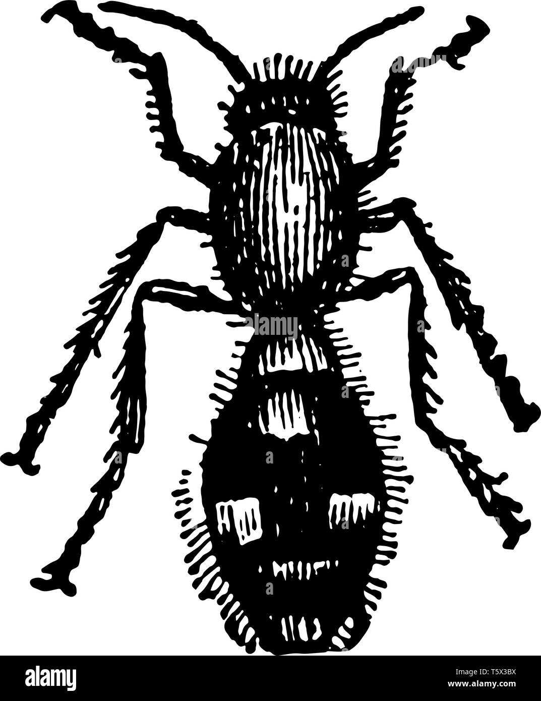 Femme Mutilla Europaea où les larves de dévorer les larves des abeilles ...