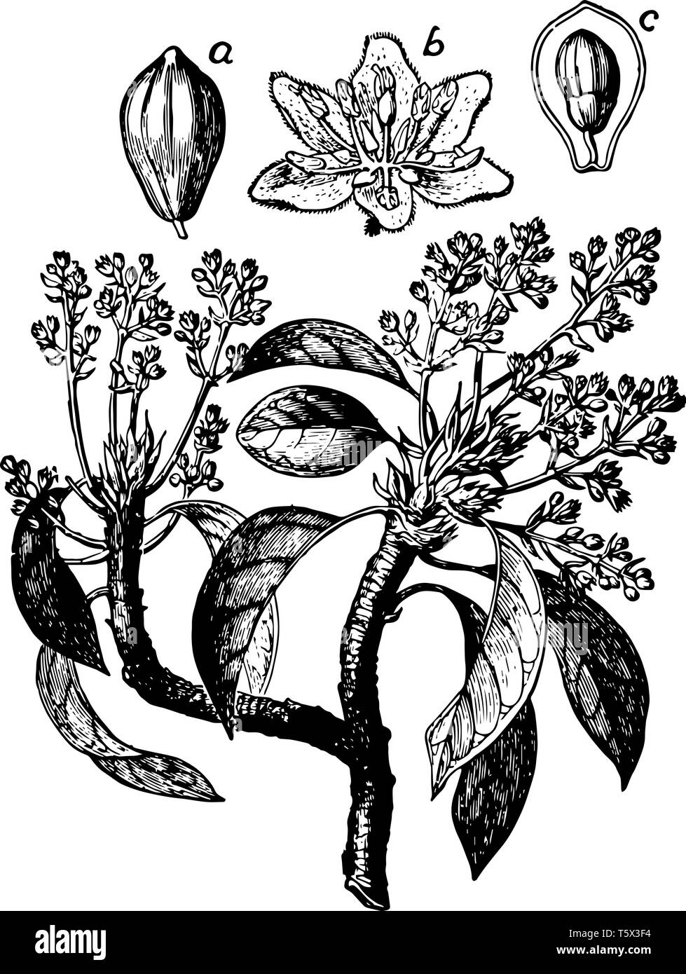 Cette photo montre des diverses parties de l'avocatier. Il montre les branches, fruits, fleurs, feuilles et bourgeons axillaires, vintage ou dessin de ligne engra Illustration de Vecteur