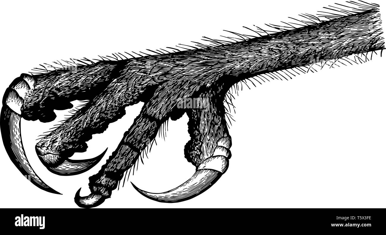 Cette illustration représente le pied de rapaces un hibou vintage dessin ou gravure illustration. Illustration de Vecteur