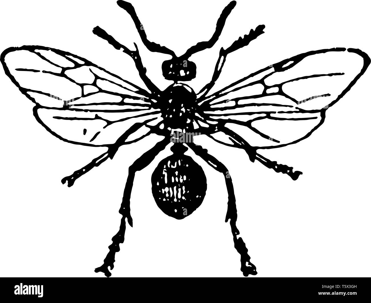 Fourmi rouge femelle qui sont le plus grand en taille vintage dessin ou gravure illustration. Illustration de Vecteur