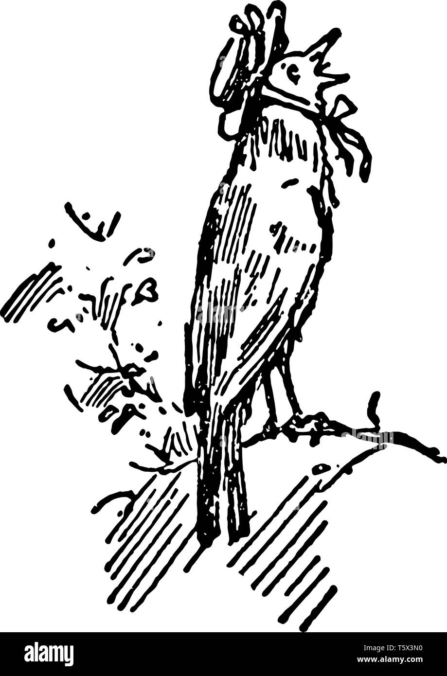 La mort et l'Enterrement de Robin cette scène montre un oiseau sur une branche d'arbre et le chant vintage dessin ou gravure illustration Illustration de Vecteur