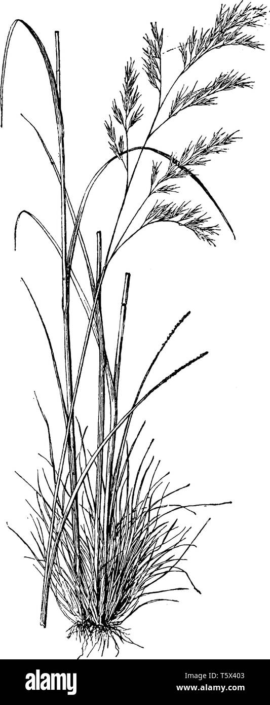 L'image est de Festuca heterophylla herbe. Il est grand et appartient à la famille des Poacées. Il a été utilisé comme matériau de construction et comme corde, vintage li Illustration de Vecteur