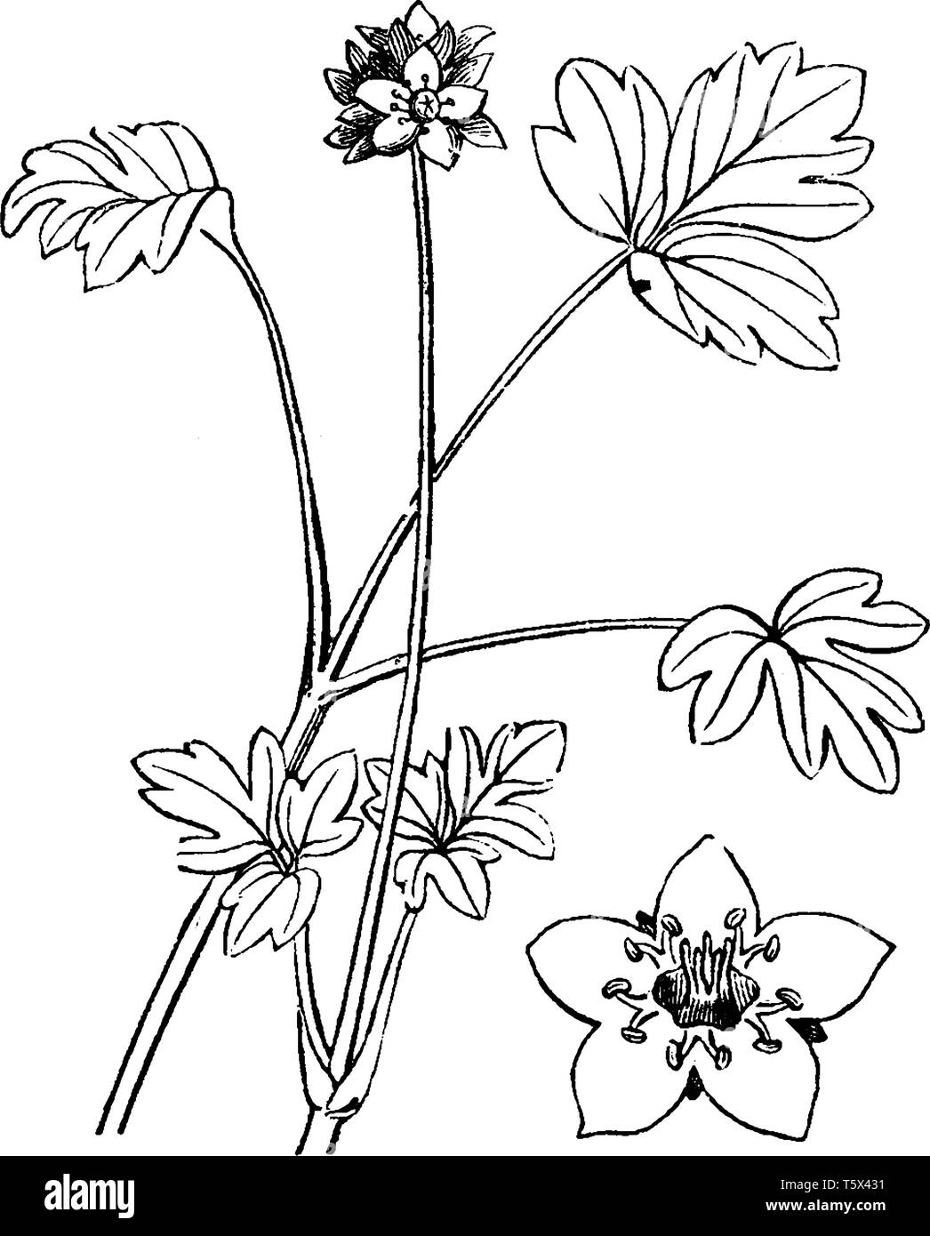 C'est un Moschatel plante qui est une plante herbacée vivace plante à fleurs, vintage dessin ou gravure illustration. Illustration de Vecteur