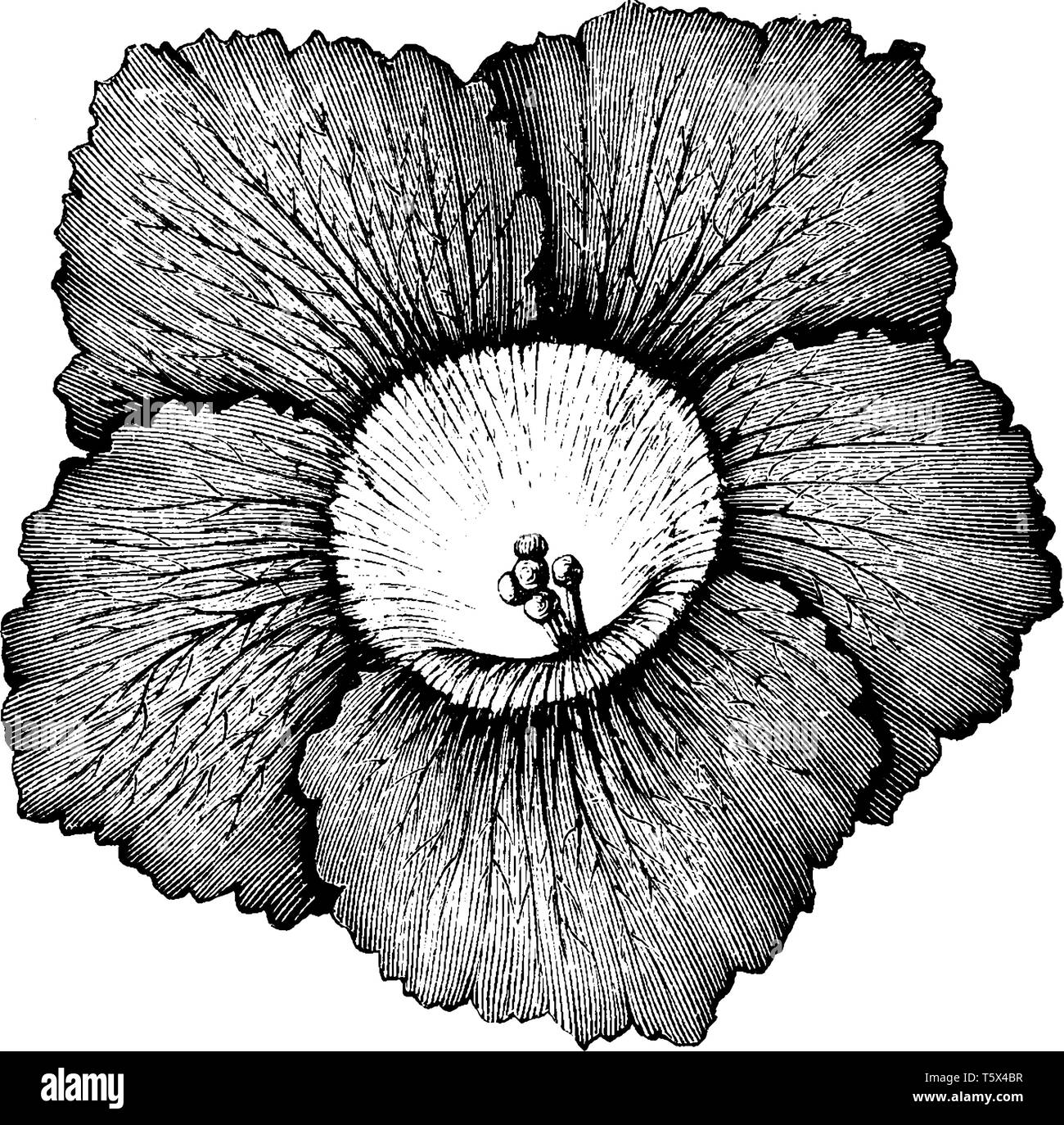 Une photo montre la fleur de jardin unique usine de pétunia. Cette plante a variété de coloration. C'est une plante d'ornement en forme de trompette voyantes dont fl Illustration de Vecteur