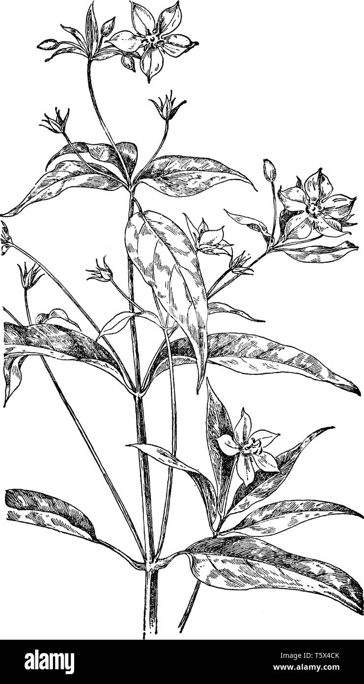 La Salicaire à franges est une espèce d'une plante à fleurs. Il a des fleurs de couleur jaune, avec cinq pétales, vintage dessin ou gravure illustration. Illustration de Vecteur