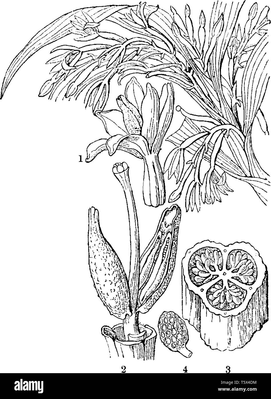 Apostasia Orchid est une fleur dont le style floral fleurit et l'ovaire est dans un état et avec ses graines est comme le montre cette photo, vintage l Illustration de Vecteur