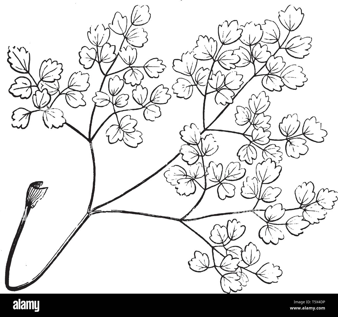 Une image de feuille composée. Il y a beaucoup d'barnches. Et il y a trois feuilles sur la tige, vintage dessin ou gravure illustration. Illustration de Vecteur