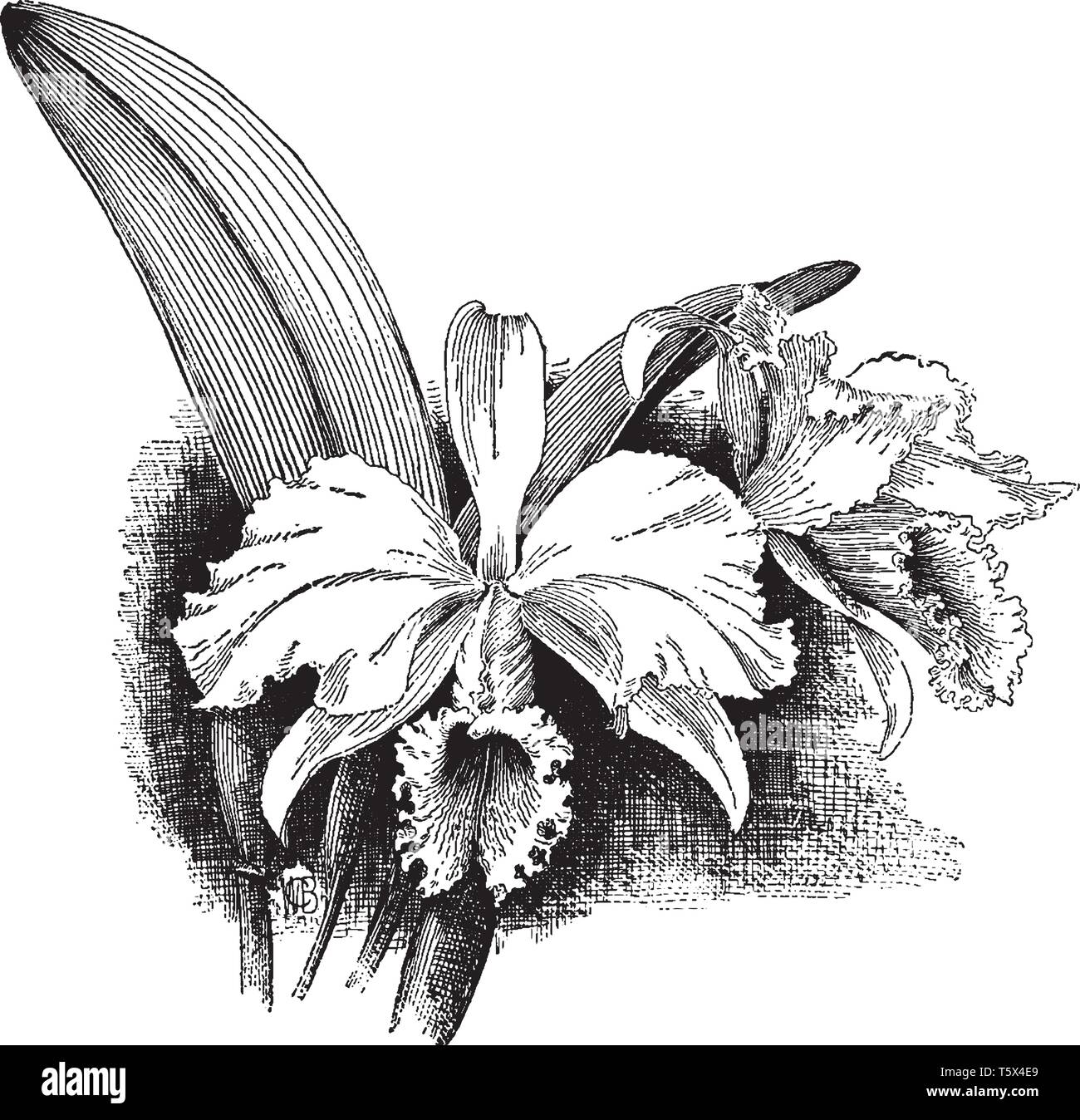 Il s'agit d'une image d'Warscewoo Cattleya gigas. Les fleurs sont assez sombre avec lèvre pourpre magenta, vintage dessin ou gravure illustration. Illustration de Vecteur