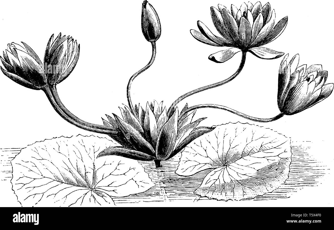 La photo de quelques fleurs qui fleurit dans l'eau est de feuilles rondes, vintage dessin ou gravure illustration. Illustration de Vecteur