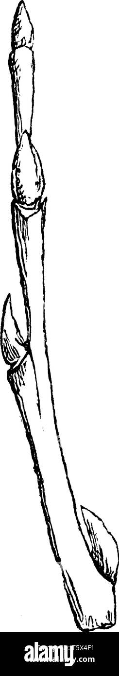 Une photo montrant une branche de saule qui est une classe d'arbustes ou d'arbres du genre Salix, qui varient en taille d'arbustes que quelques centimètres Illustration de Vecteur
