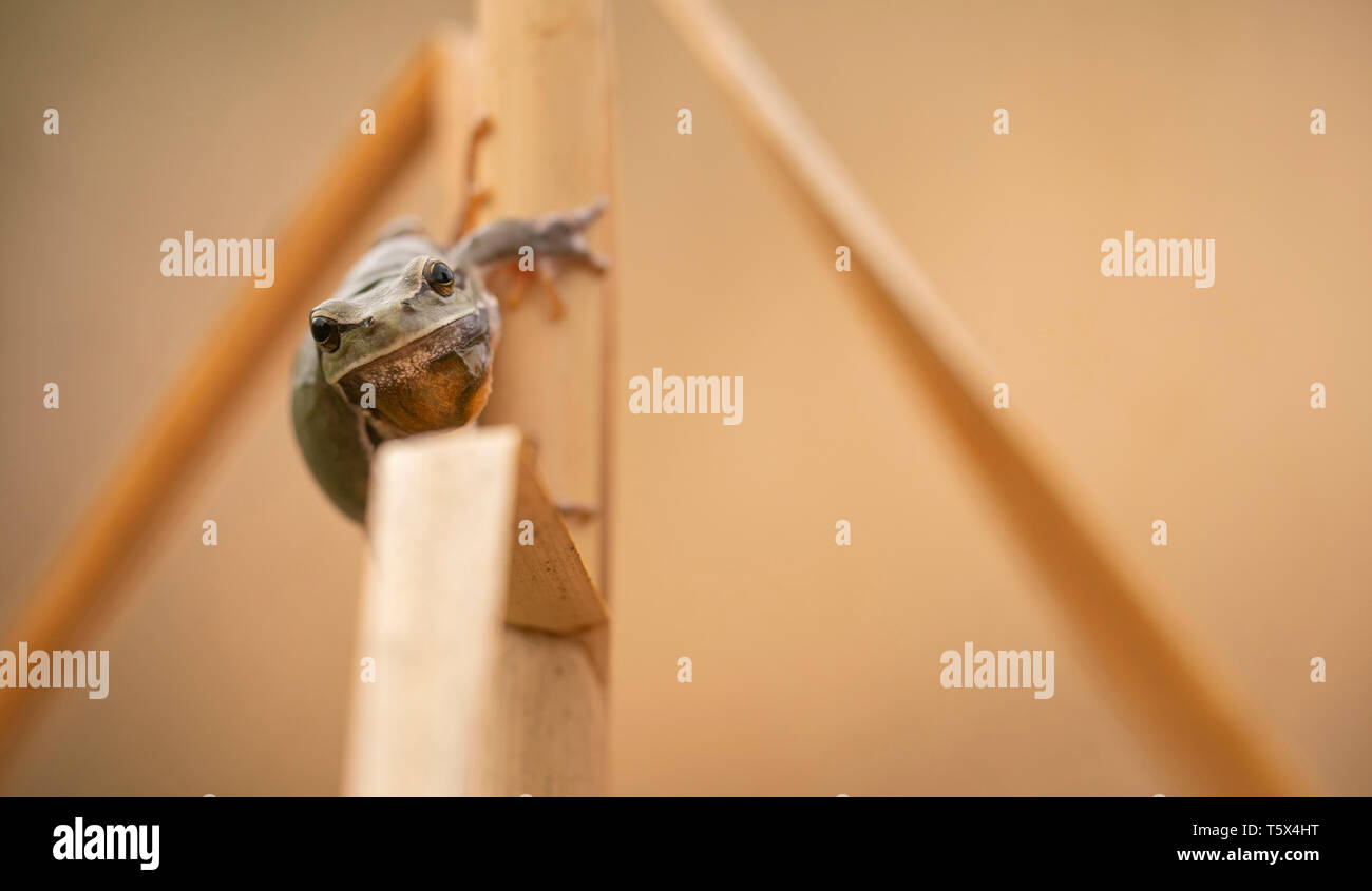 Rainette, européen, Hyla arborea Banque D'Images