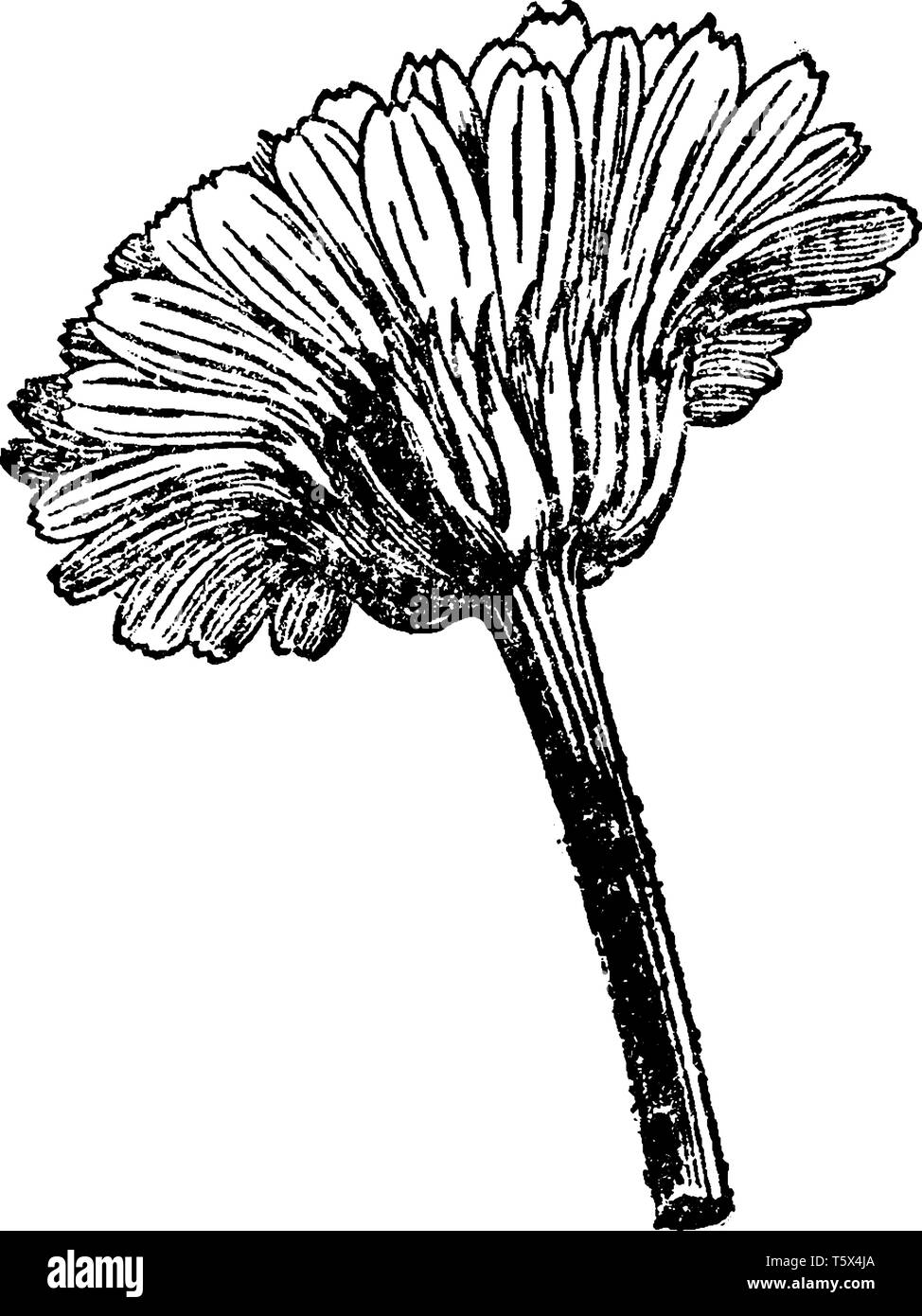 La photo montrant une fleur de souci de la tête. Le genre est originaire d'Amérique du Nord et du Sud, mais certaines espèces se sont naturalisées autour du w Illustration de Vecteur