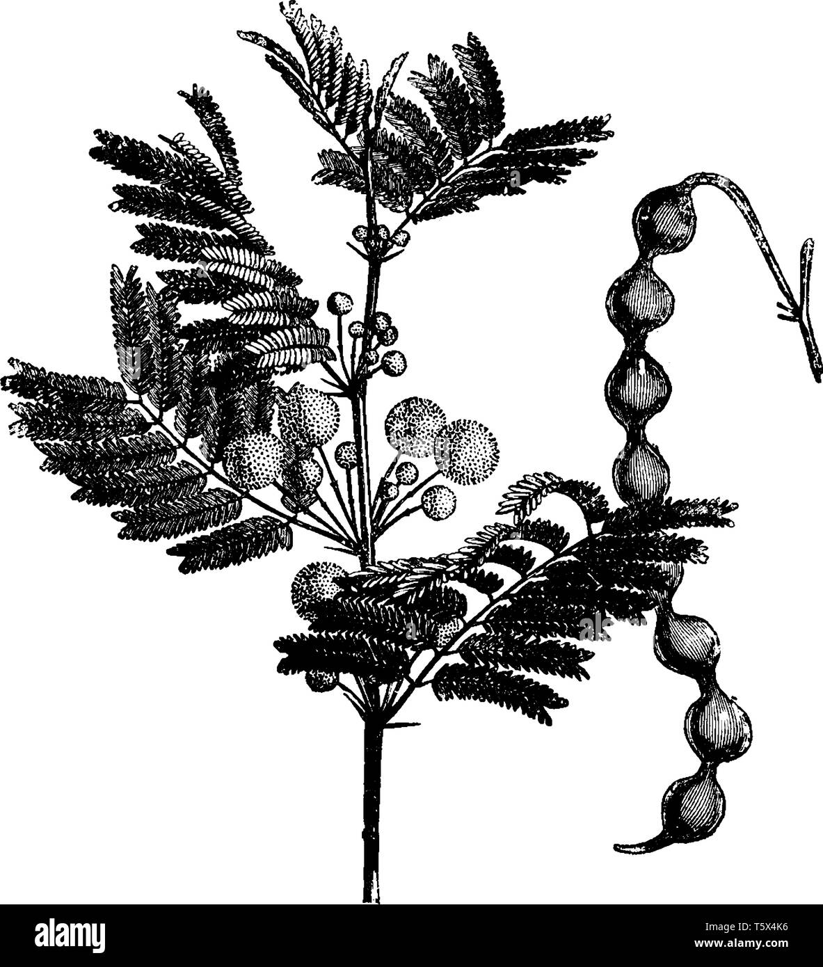 C'est un acacia, ses feuilles sont fines, les fleurs se sont développées sur la branche, et l'arbre a des gousses, de taille moyenne ou d'une gravure de dessin Ligne vintage Illustration de Vecteur