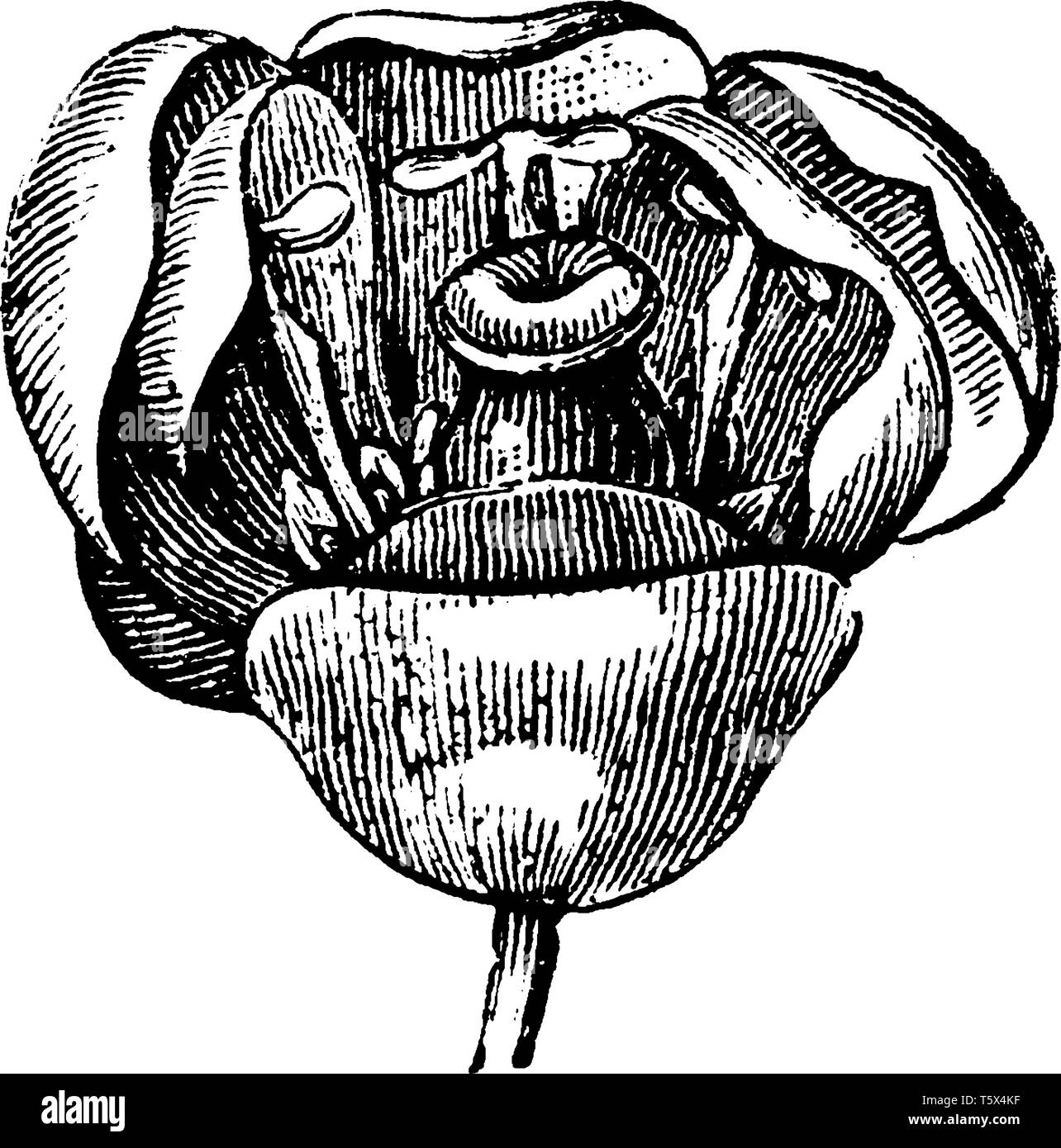 Berry ont de nombreuses fleurs rangée pétale avec trois petits sépales. Les pétales sont disposées le long d'une ligne centrale de la stigmatisation, vintage ou dessin gravure illustration. Illustration de Vecteur
