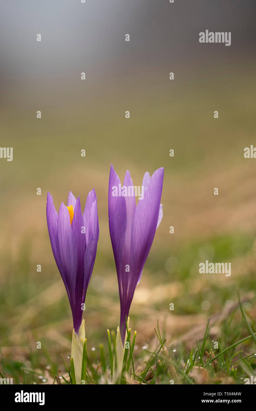 Crocus sauvages, poussant sur des pâturages dans les montagnes des Balkans Banque D'Images