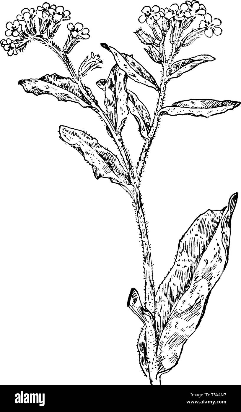 Vipérine commune petite est un annuel, qui se reproduit par graines. La plante pousse de 6 à 24 pouces de haut, vintage dessin ou gravure illustration. Illustration de Vecteur