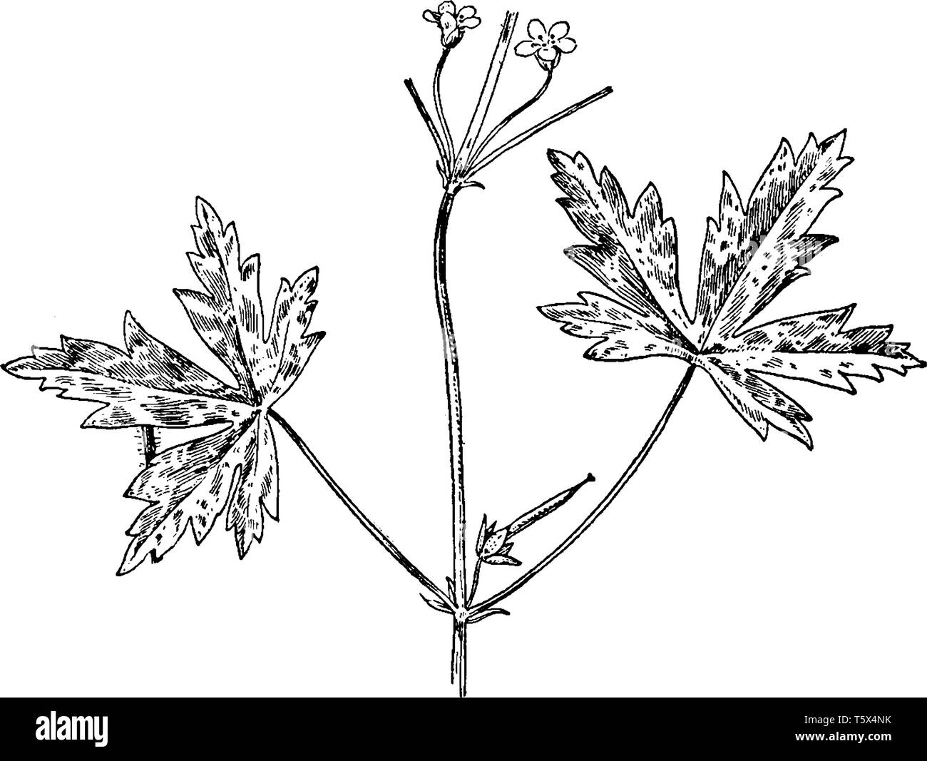 Une photo montre le géranium de Sibérie, également connu sous le nom de Geranium sibiricum. Il appartient à la famille des Géraniacées. C'est une fleur sauvage. Les feuilles sont palma Illustration de Vecteur