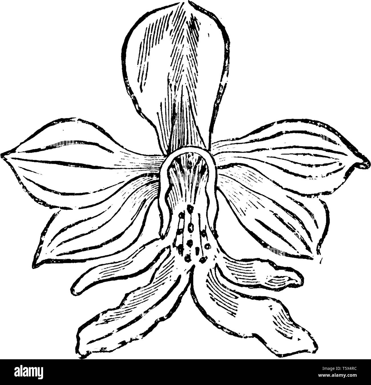 C'est une fleur de Sanguisorba Veratrifolia. Les fleurs sont blanc pur. C'est une plante à fleurs, vintage dessin ou gravure illustration. Illustration de Vecteur