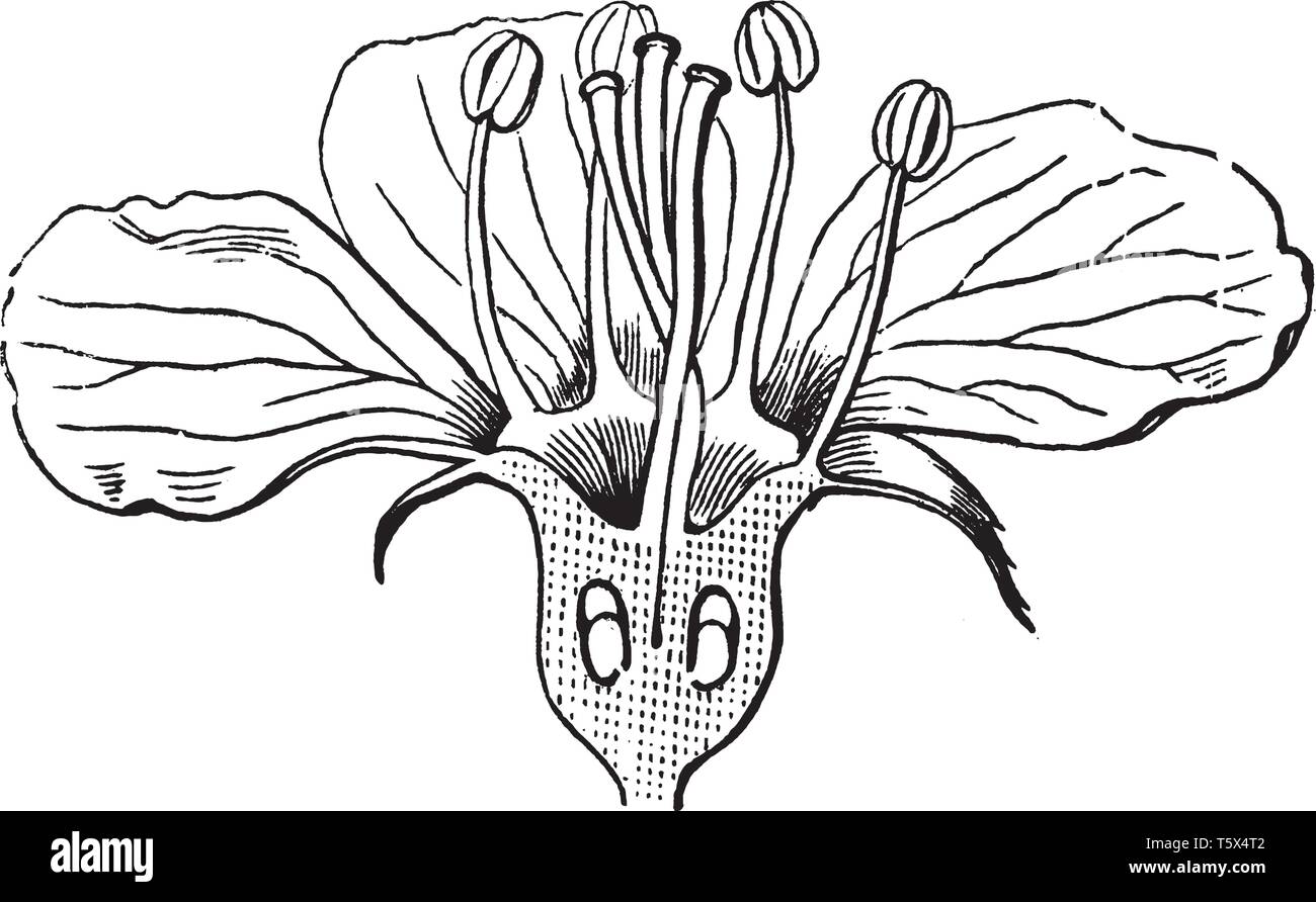 L'image montre la structure de fleur d'aubépine. Il a trois pétales à plat en bas et il n'est ; pédoncule puis les sépales, calice et réceptacle est présent. Illustration de Vecteur