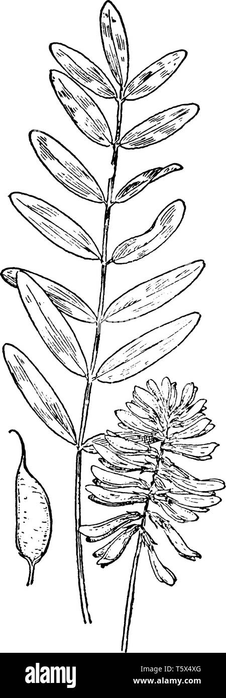 Une image montrant les feuilles, les gousses, et de fleurs d'Astragale plante, vintage dessin ou gravure illustration. Illustration de Vecteur