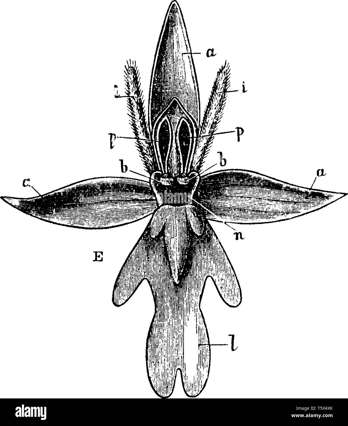 Fly Orchid est une herbacée vivace et ses fleurs sont présentés comme une mouche c'est pourquoi il est appelé comme l'Orchidée mouche, vintage dessin ou gravure illustra Illustration de Vecteur