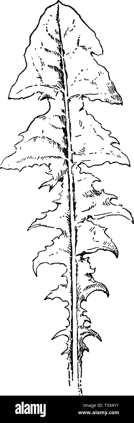 La feuille de pissenlit est longue ; en forme de flèche, simples, lobées, et forme une rosette basale au-dessus de la racine pivotante centrale, vintage dessin ou gravure sur illust Illustration de Vecteur