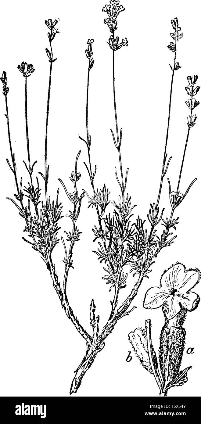 Plantes à fleurs lavande dans la famille des menthes, Lamiaceae. C'est utilisé commercialement pour l'extraction d'huiles essentielles, dessin de ligne ou engravin vintage Illustration de Vecteur