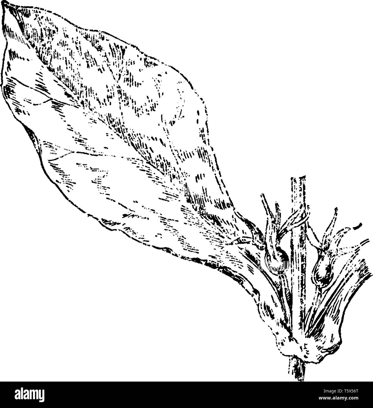 Une photo montre des Feverwort, également connu sous le nom de Triosteum perfoliatum. Il appartient à la famille Caprifoliaceae Chèvrefeuille, originaire de l'Amérique du Nord et l'Asi Illustration de Vecteur