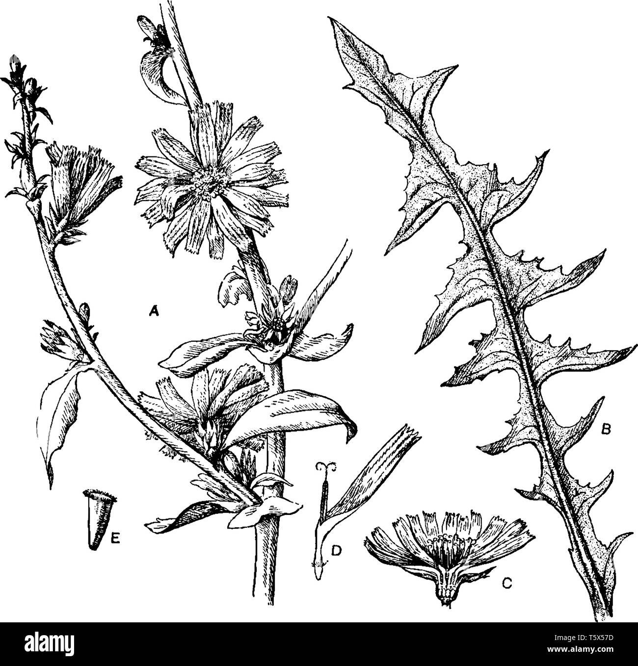 La chicorée est commun plante annuelle ou bisannuelle. Elle est originaire d'Europe et se retrouve également en Amérique du Nord et en Australie, la gravure ou le dessin des lignes vintage Illustration de Vecteur