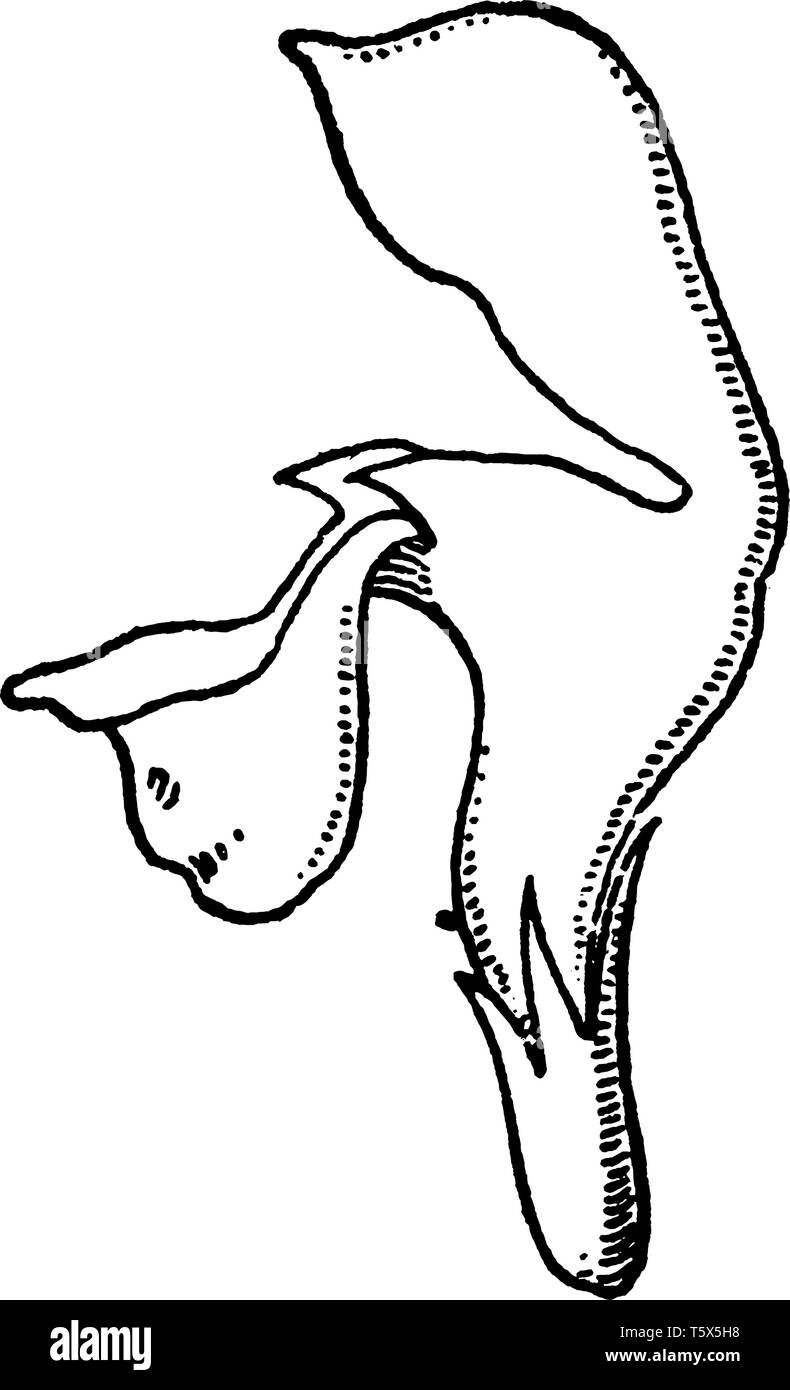 C'est image est de Deadnettle plante. La plante fleurit à la fin du printemps de mai à juin et produit des fleurs en Lavande, rose, violet et blanc, vinta Illustration de Vecteur