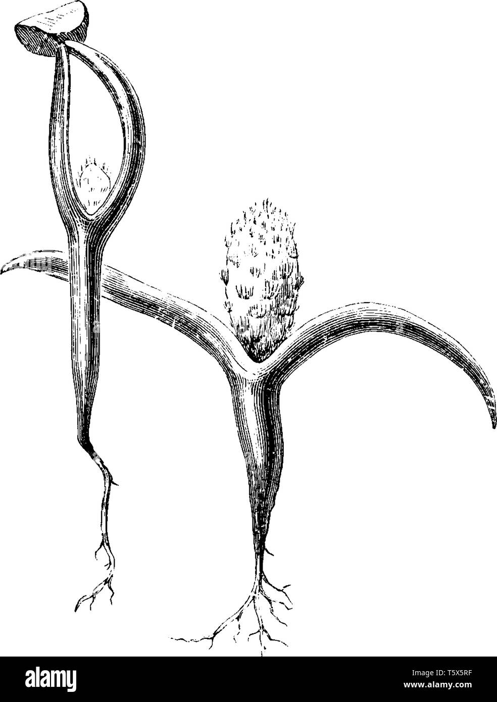Une photo montrant le plant de figuier de barbarie qui est le nom commun d'Opuntia, vintage dessin ou gravure illustration. Illustration de Vecteur
