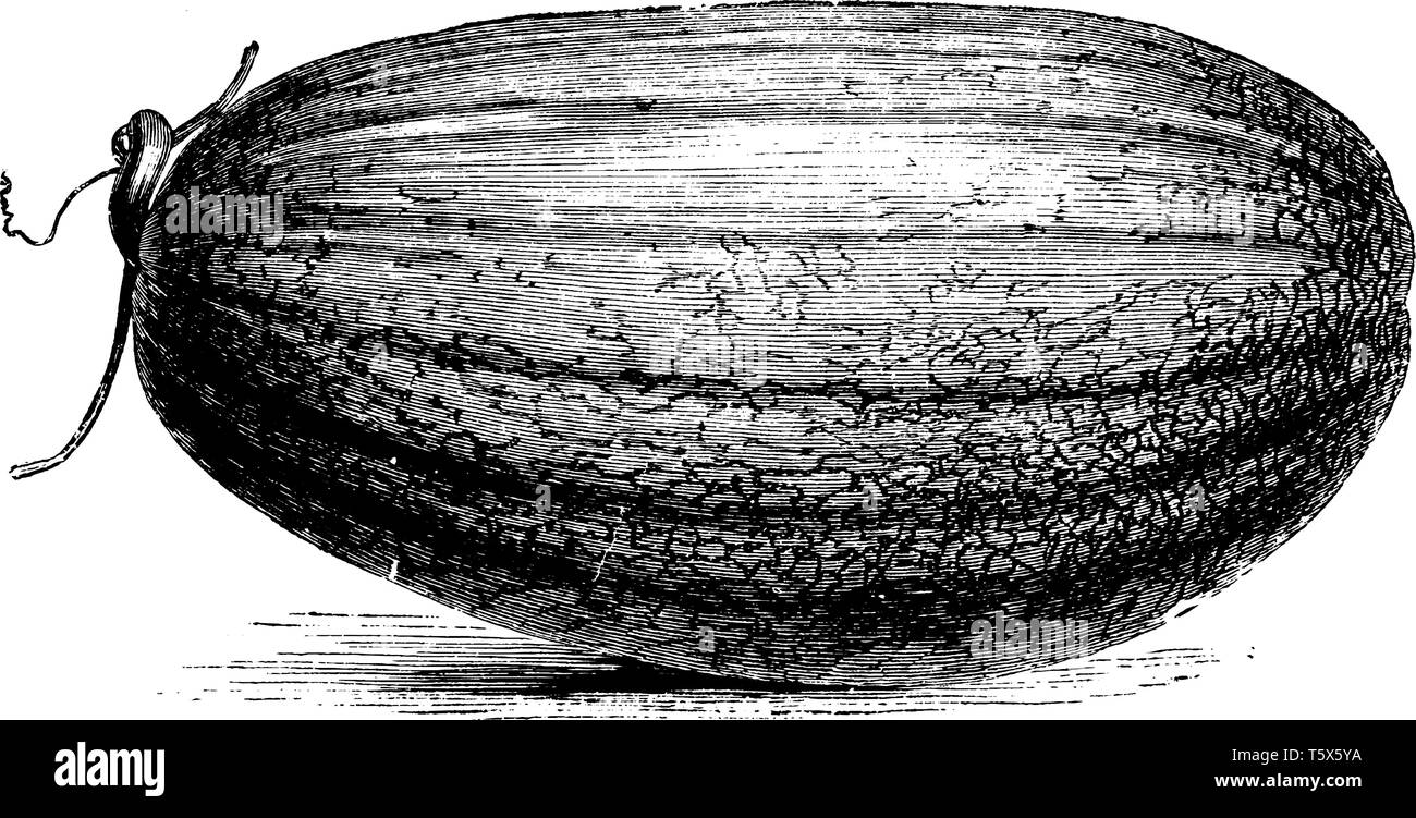 Il y a un fruit dans ce cadre appelé le Coulomimer le melon. Il semble que le melon du fruit, vintage dessin ou gravure illustration. Illustration de Vecteur