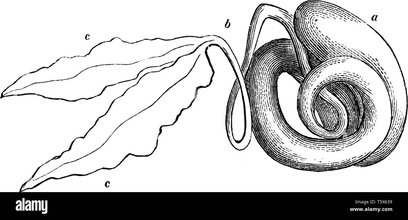 Une photo montre le processus de germination des graines d'usine Snakenut. Elle a les racines ; cauliculus les cotylédons et les feuilles moyens sont présents. C'est dans le W Illustration de Vecteur