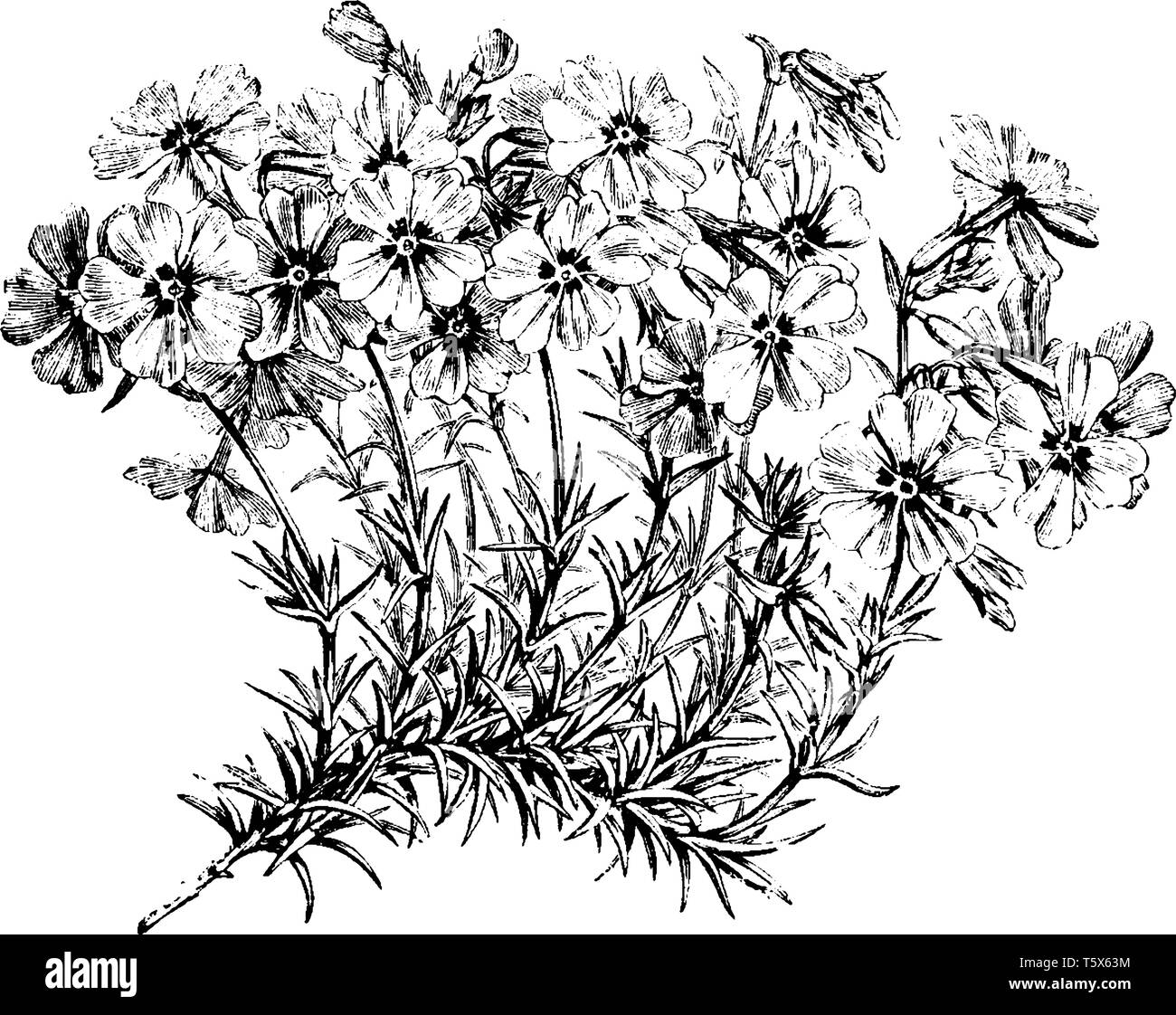 Cette photo représente la Direction générale de la floraison de Phlox subulata fleurs fleurissent en rose, mauve, bleu, blanc ou rose à la fin du printemps au début de l'été, vintage Illustration de Vecteur