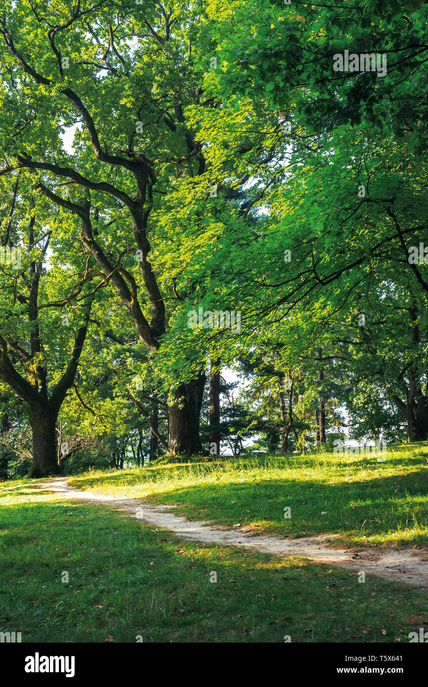 Sentier à travers la colline en forêt. belle nature paysages de matin d'été Banque D'Images