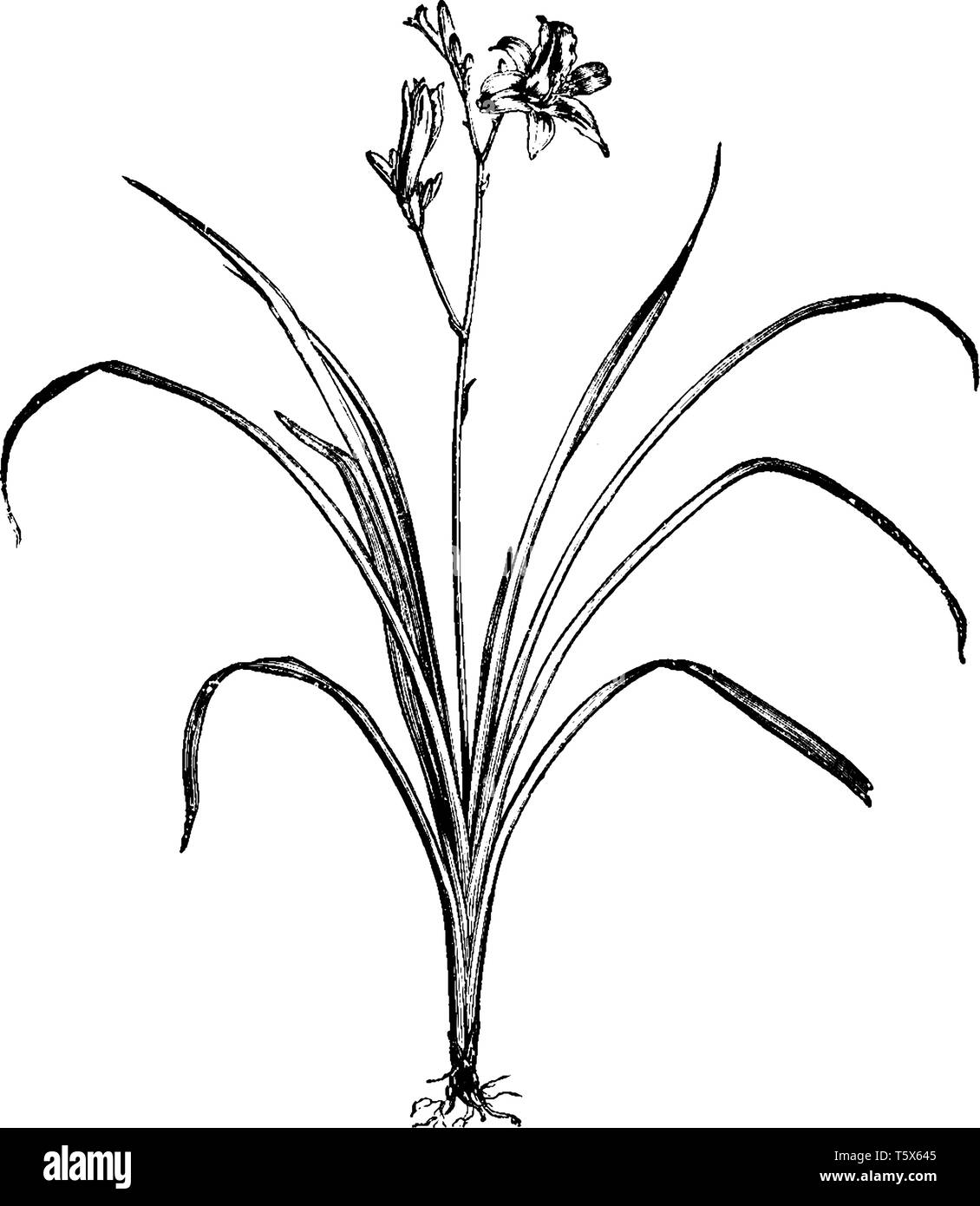 Une photo est montrant lis du jour. Lis du jour est le nom commun d'hémérocalles. Il est très largement cultivé comme plante ornementale dans les climats tempérés pour i Illustration de Vecteur