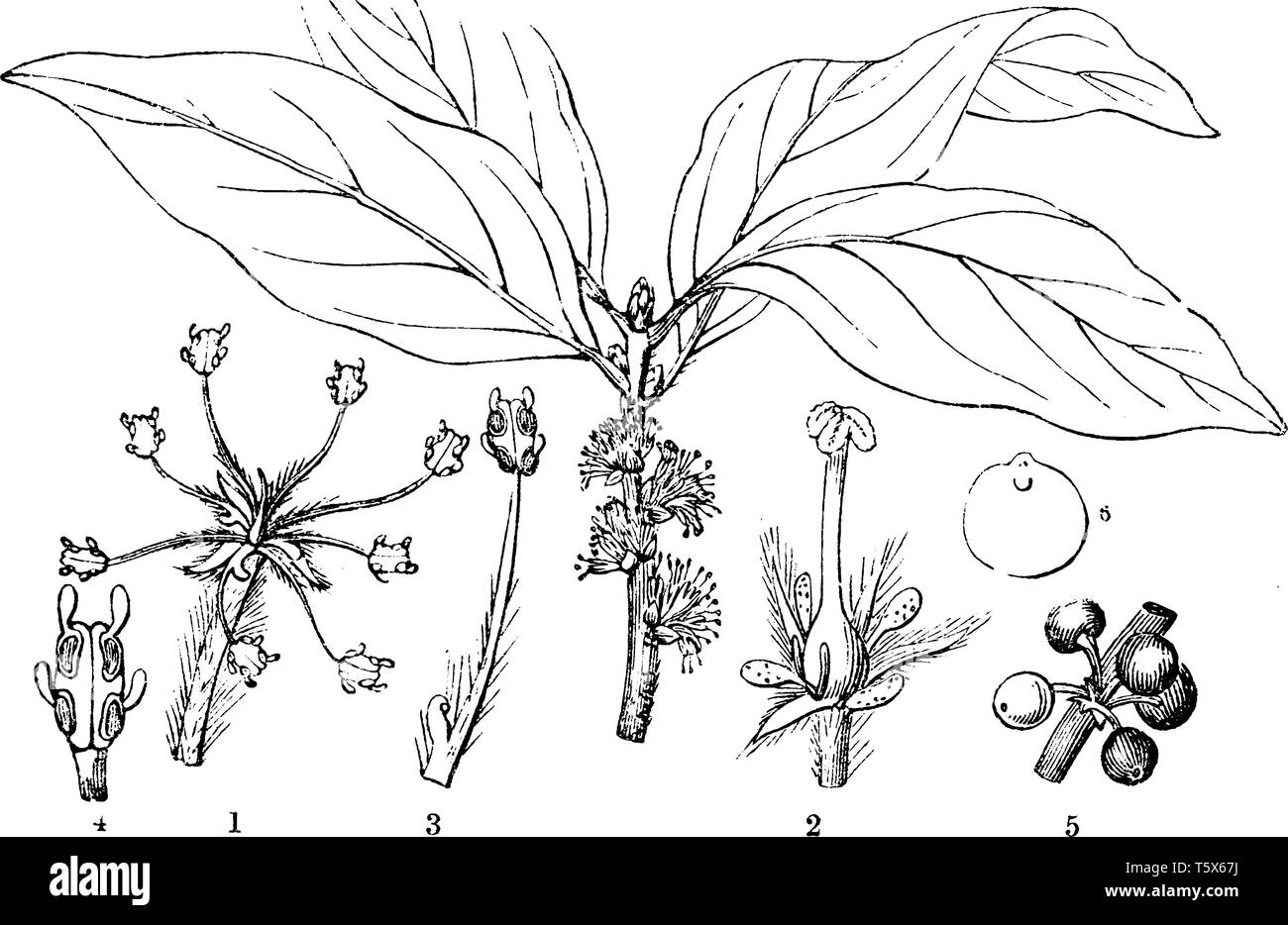 Litsea est un arbre à feuilles persistantes. Ses fleurs sont blanches, de verdâtre à jaune-verdâtre, jaunâtre, vintage dessin ou gravure illustratio Illustration de Vecteur