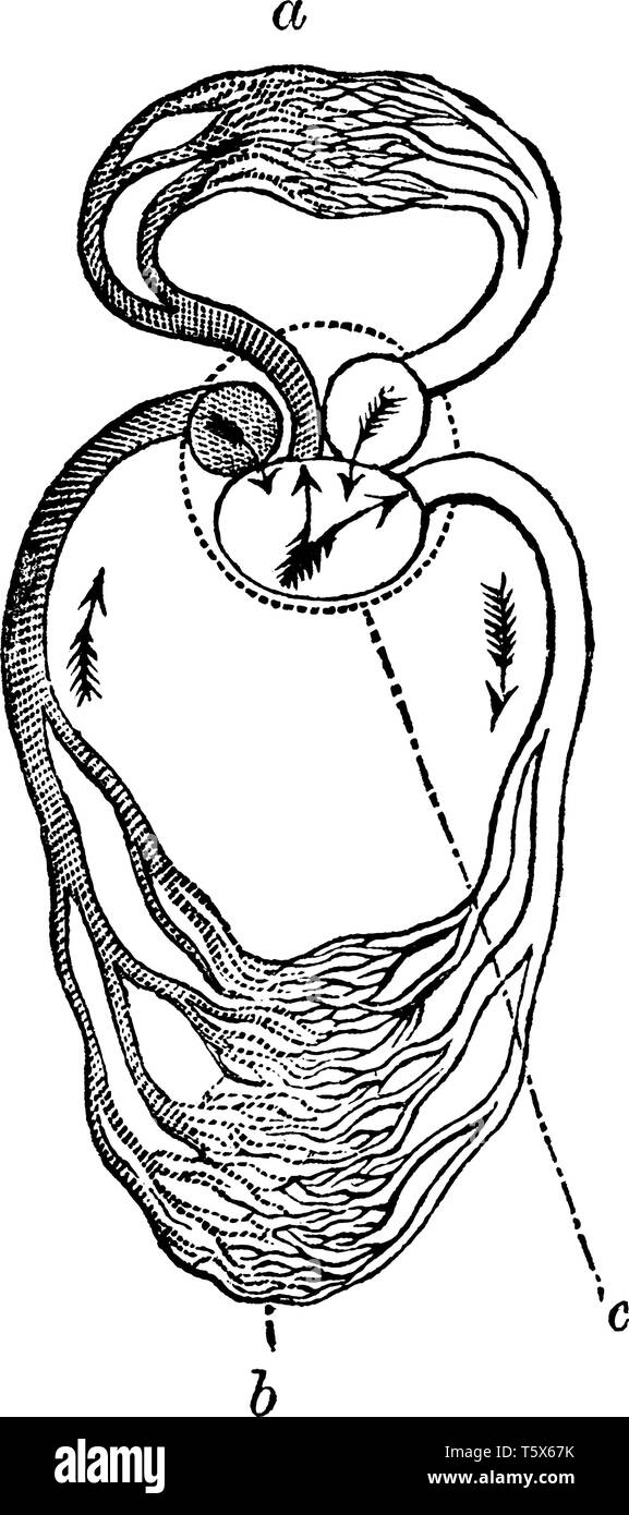 Circulation d'un reptile ont un trois ventricules similaire à la cœur d'amphibiens qui dirige le sang vers les circuits pulmonaire et systémique, vintag Illustration de Vecteur