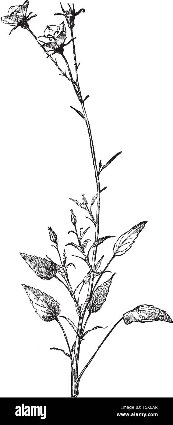 C'est une succursale de fleurs Campanula carpatica. Elle a ouvert des fleurs en forme de cloche. Ses fleurs sont blanc, bleu, rose et violet, couleur vintage line led Illustration de Vecteur