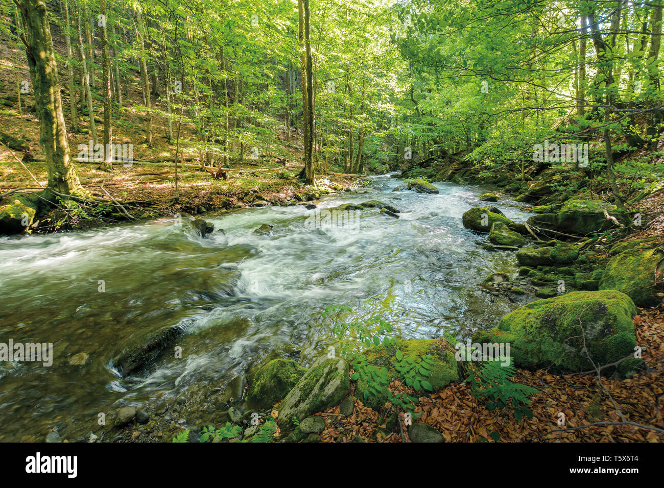 Wild rivière rapide dans l'antique forêt de hêtres. pierres couvertes de mousse sur la rive d'un puissant débit d'eau. belle nature fond. rafraîchissant su Banque D'Images