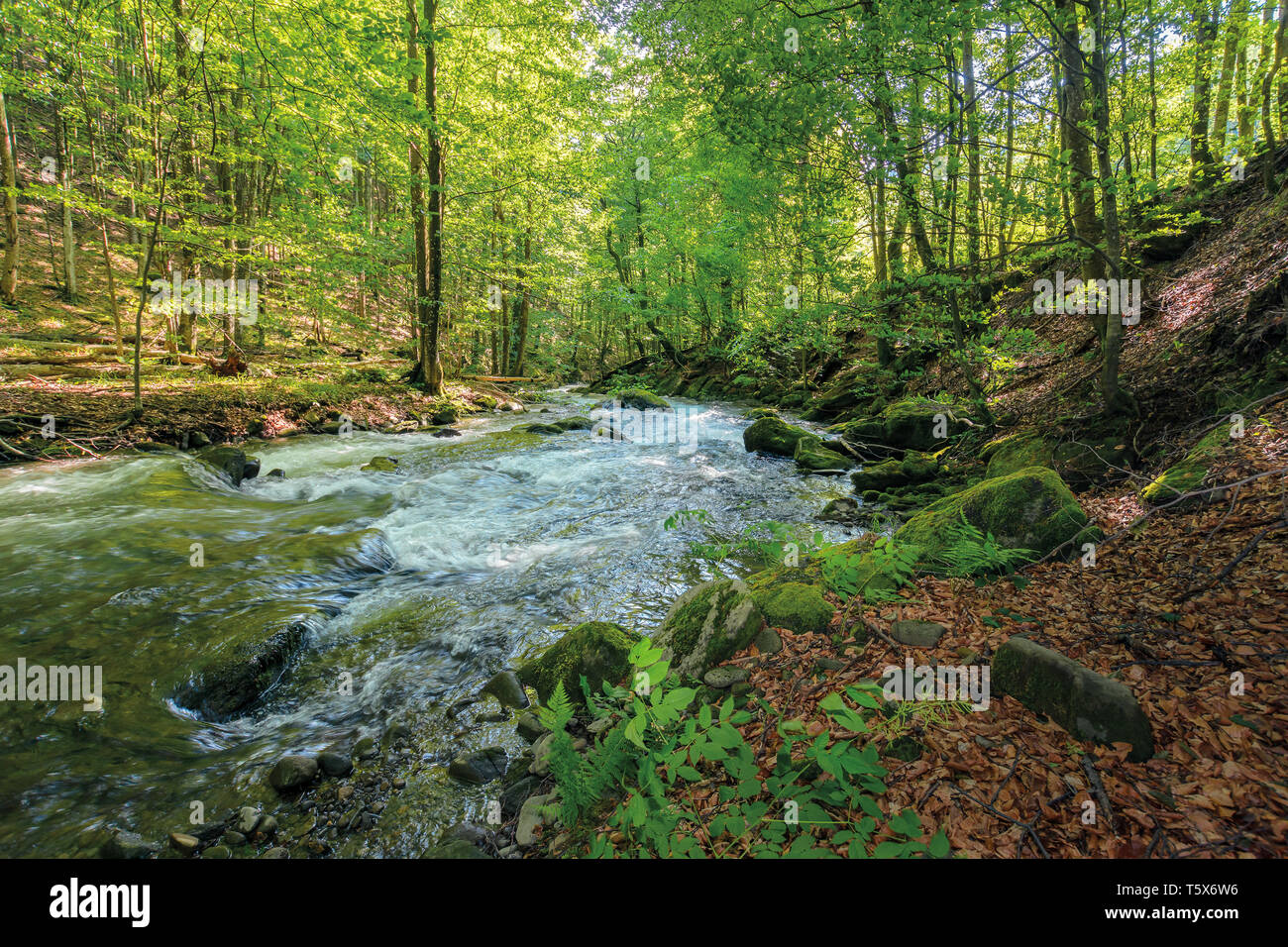 Wild rivière rapide dans l'antique forêt de hêtres. pierres couvertes de mousse sur la rive d'un puissant débit d'eau. belle nature fond. rafraîchissant su Banque D'Images